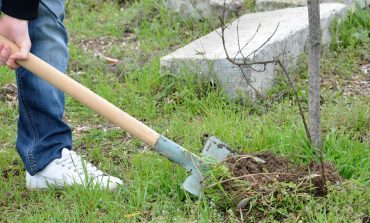 Засадиха 1400 тополови фиданки край село Ботево